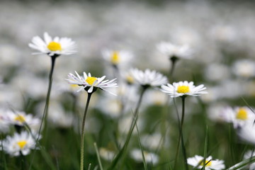Fototapeta premium Blumenwiese mit Gänseblümchen