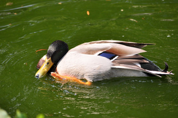 Wilde Ente