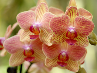 Gelb Rot gestreifte Orchidee