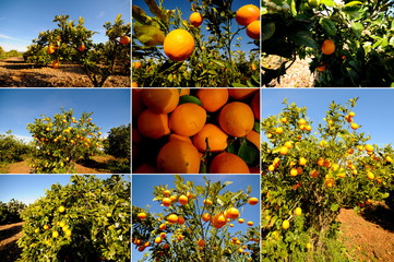 Orangen