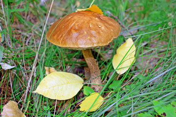 Гриб подосиновик