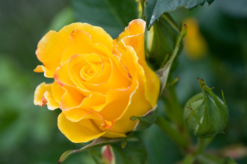 Gelbe Rosenblüte und Knospe
