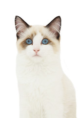 les yeux bleus du ragdoll