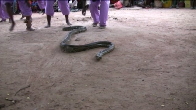 serpente