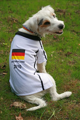 fussball wm