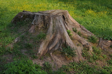 Obraz premium mossy tree stump