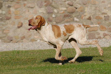 BRACCO ITALIANO