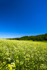 Obraz premium Green hills under the blue summer skies