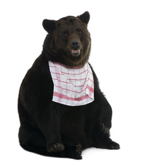 Siberian Brown Bear, 12 years old, against white background
