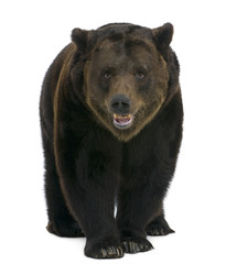 Siberian Brown Bear, 12 years old, walking