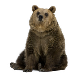 Obraz premium Female Brown Bear, 8 years old, sitting