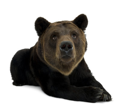 Siberian Brown Bear, 12 years old, lying