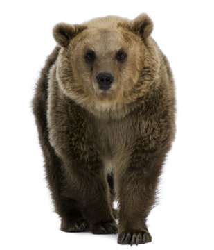 Female Brown Bear, 8 years old, walking