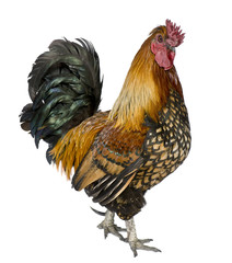 Gallic rooster, 5 years old, standing against white background
