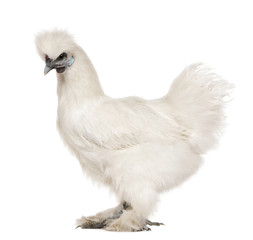 White Silkie, 6 months old, standing against white background