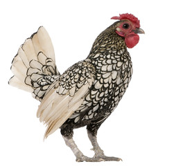 Lemon Sebright rooster, 1 year old