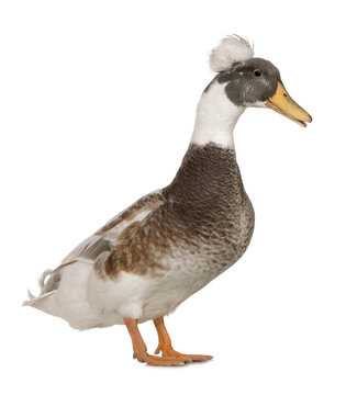 Male Crested Duck, 3 years old, standing against white backgroun
