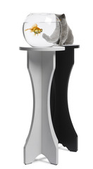 Cat looking at a fish in an aquarium on stand