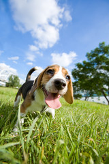 Beagle puppy ビーグル