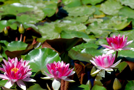 NINFEAS, LIRIOS DE AGUA, NEN&Uacute;FARES