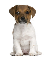 Jack Russell terrier puppy, 3 months old, sitting against white