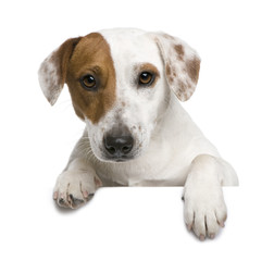 Jack Russell terrier, 1 year old, against white background
