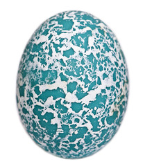 Egg of Greater Roadrunner in front of white background