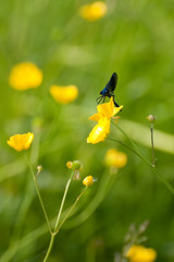 banded demoiselle damselfly resting on buttercup flowers