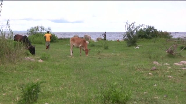 mucca al pascolo