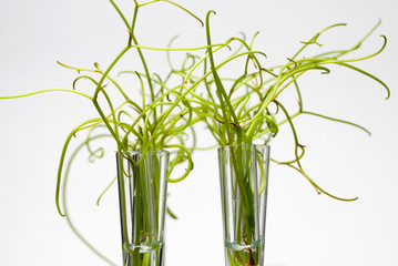 Small strange plants in test tubes