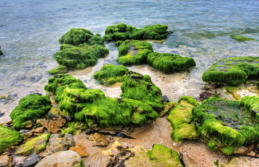 vibrant coastal vista