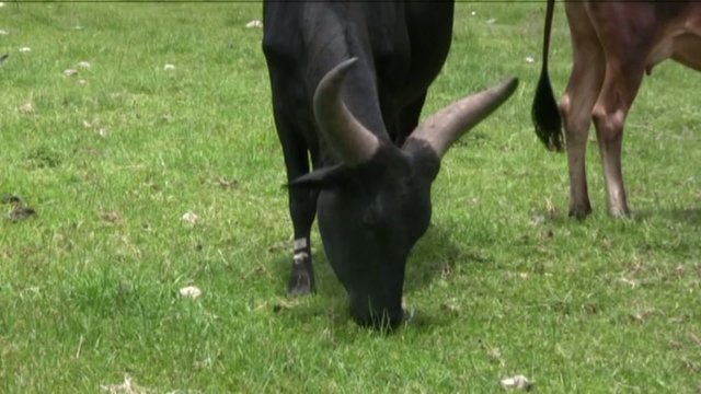 toro al pascolo