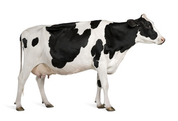 Vache Holstein, 5 ans, debout sur fond blanc