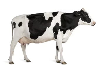 Foto op Aluminium Holstein koe, 5 jaar oud, staande tegen een witte achtergrond © Eric Isselée