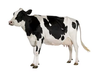 Tuinposter Holstein koe, 5 jaar oud, staande tegen een witte achtergrond © Eric Isselée