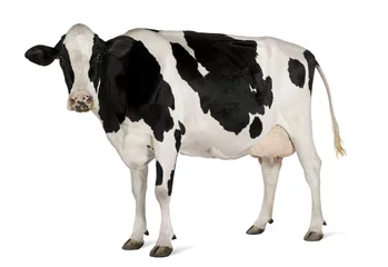Zelfklevend Fotobehang Holstein koe, 5 jaar oud, staande tegen een witte achtergrond © Eric Isselée