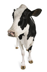 Holstein cow, 5 years old, standing against white background
