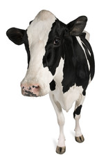 Holstein cow, 5 years old, standing against white background
