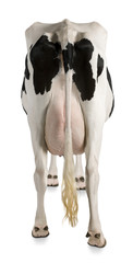 Holstein cow, 5 years old, against white background, rear view