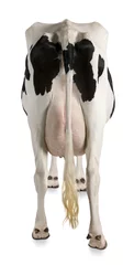 Gordijnen Holstein koe, 5 jaar oud, tegen een witte achtergrond, achteraanzicht © Eric Isselée