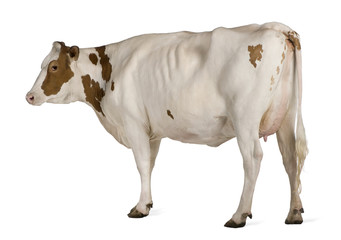 Holstein cow, 4 years old, standing against white background