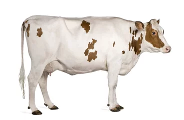 Keuken spatwand met foto Holstein koe, 4 jaar oud, staande tegen een witte achtergrond © Eric Isselée