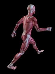 Muskulatur eines Läufers