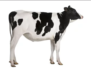 Fotobehang Holstein koe, 13 maanden oud, staande tegen een witte achtergrond © Eric Isselée