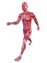 Muskelsystem - Mann