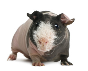 Hairless Guinea Pig standing against white background