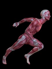 Muskelaufbau - Anatomie