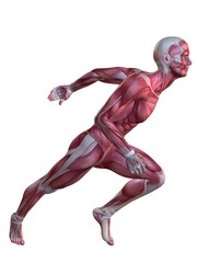 Muskulatur eines Läufers