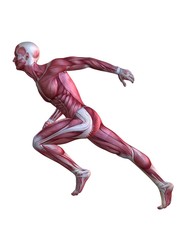 männliche Muskelsystem beim Sprint