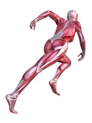 weibliches Muskelsystem